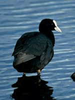 Flora and Fauna, Swanpool local nature reserve, Swanpool, Falmouth, Cornwall