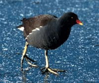 Flora and Fauna, Swanpool local nature reserve, Swanpool, Falmouth, Cornwall