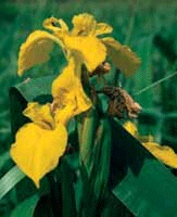 Flora and Fauna, Swanpool local nature reserve, Swanpool, Falmouth, Cornwall